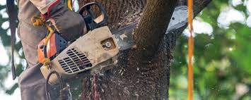 How Our Tree Care Process Works  in  Springfield, VA
