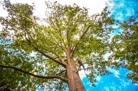 Tree and Shrub Care in Springfield, VA