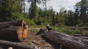 Professional Tree Services in Springfield, VA