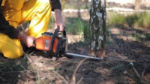 Best Tree Maintenance Programs  in Springfield, VA