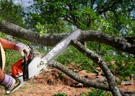 Best Hazardous Tree Removal  in Springfield, VA