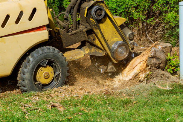 Lawn Maintenance Plans in Springfield, VA