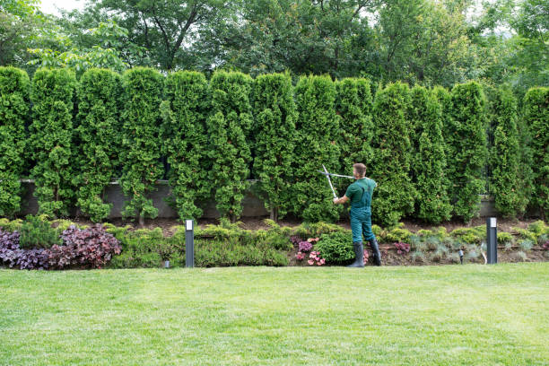 Best Tree Preservation Services  in Springfield, VA