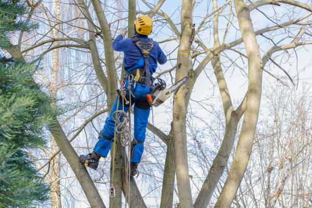 Best Tree Removal  in Springfield, VA