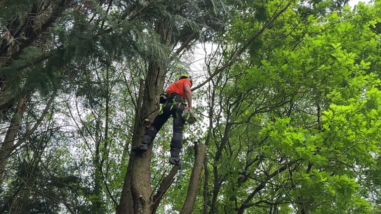 Best Hazardous Tree Removal  in Springfield, VA