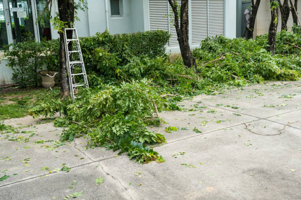 Best Storm Damage Tree Cleanup  in Springfield, VA