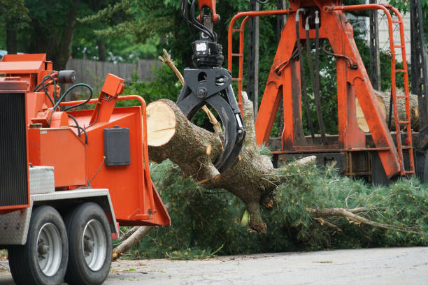 Seasonal Cleanup (Spring/Fall) in Springfield, VA