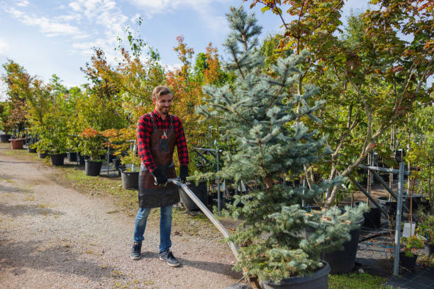 Best Tree and Shrub Care  in Springfield, VA