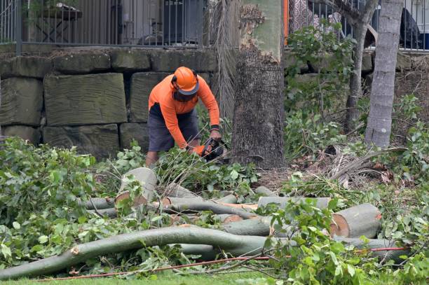 How Our Tree Care Process Works  in  Springfield, VA