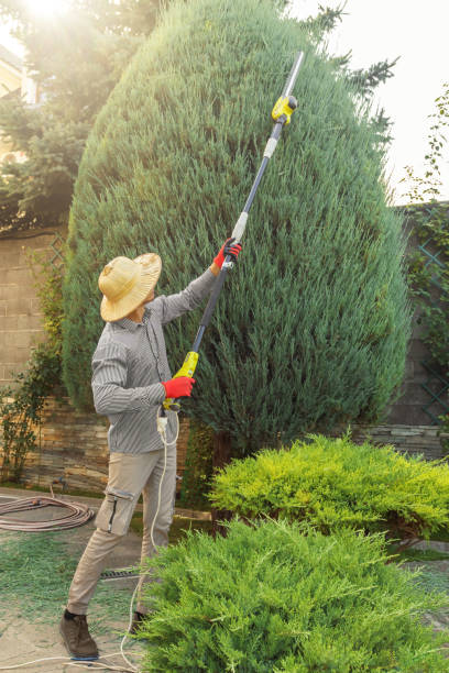 Best Weed Control  in Springfield, VA