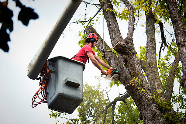 Best Emergency Tree Removal  in Springfield, VA